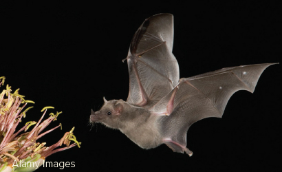 bat