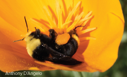 bee