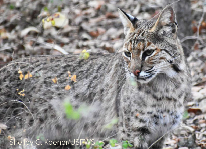 bobcat