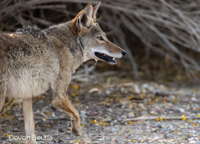 coyote