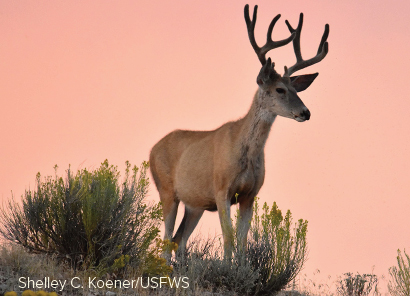 deer