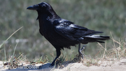 raven