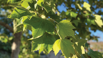 sycamore